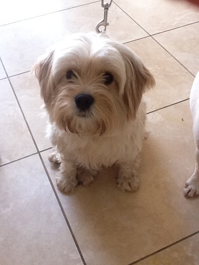 cavalier westie mix